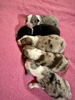 Cadbury, a male Australian Shepherd for sale in Howardsville, VA – Photo 5 of 7