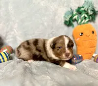 Cadbury, a male Australian Shepherd for sale in Howardsville, VA – Photo 2 of 7