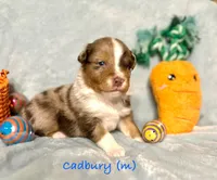 Cadbury, a male Australian Shepherd for sale in Howardsville, VA – Photo 1 of 7