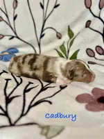 Cadbury, a male Australian Shepherd for sale in Howardsville, VA – Photo 3 of 7