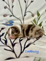Cadbury, a male Australian Shepherd for sale in Howardsville, VA – Photo 4 of 7
