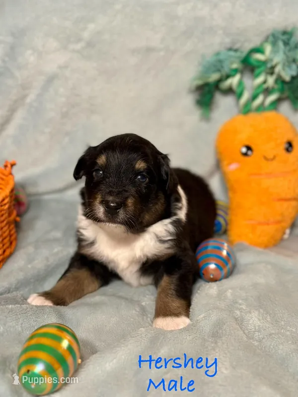Hershey – Australian Shepherd puppy for sale in Howardsville, VA