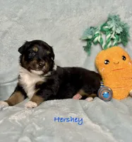 Hershey, a male Australian Shepherd for sale in Howardsville, VA – Photo 2 of 5