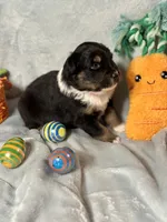 Hershey, a male Australian Shepherd for sale in Howardsville, VA – Photo 3 of 5