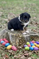 Hershey, a male Australian Shepherd for sale in Howardsville, VA – Photo 5 of 10