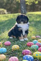 Hershey, a male Australian Shepherd for sale in Howardsville, VA – Photo 3 of 10
