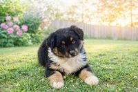 Hershey, a male Australian Shepherd for sale in Howardsville, VA – Photo 2 of 10