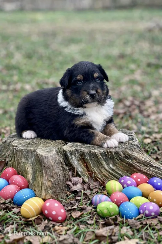 Hershey – Australian Shepherd puppy for sale in Howardsville, VA
