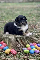 Hershey, a male Australian Shepherd for sale in Howardsville, VA – Photo 4 of 10