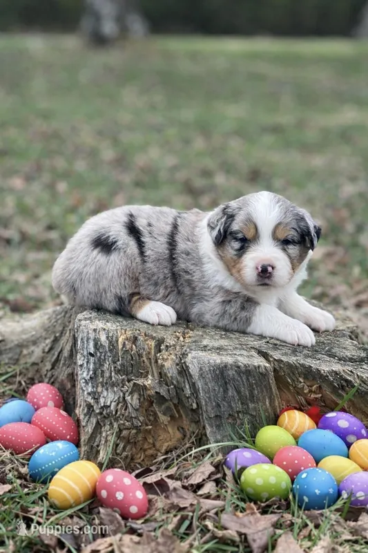 Robin – Australian Shepherd puppy for sale in Howardsville, VA