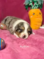 Robin, a female Australian Shepherd for sale in Howardsville, VA – Photo 2 of 6