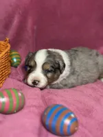 Robin, a female Australian Shepherd for sale in Howardsville, VA – Photo 3 of 6
