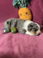 Robin, a female Australian Shepherd for sale in Howardsville, VA – Photo 4 of 6