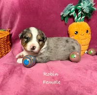 Robin, a female Australian Shepherd for sale in Howardsville, VA – Photo 1 of 6