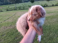 Bowie, a male Toy Australian Shepherd for sale in Greensboro, NC – 2 of 4