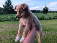 Belle, a female Toy Australian Shepherd for sale in Greensboro, NC – 1 of 8