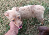 Belle, a female Toy Australian Shepherd for sale in Greensboro, NC – 5 of 8