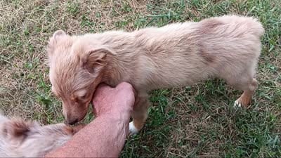 Belle, a female Toy Australian Shepherd for sale in Greensboro, NC – 8 of 8