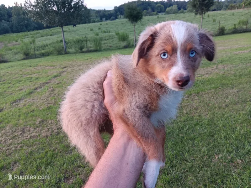 Bowie – Toy Australian Shepherd puppy for sale in Greensboro, NC