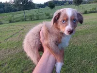 Bowie, a male Toy Australian Shepherd for sale in Greensboro, NC – 1 of 4
