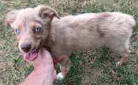 Belle, a female Toy Australian Shepherd for sale in Greensboro, NC – 7 of 8