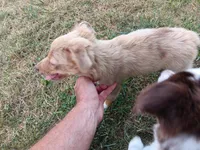 Belle, a female Toy Australian Shepherd for sale in Greensboro, NC – 6 of 8