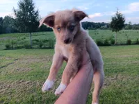 Belle, a female Toy Australian Shepherd for sale in Greensboro, NC – 2 of 8