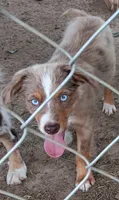 Bowie, a male Toy Australian Shepherd for sale in Greensboro, NC – 4 of 4