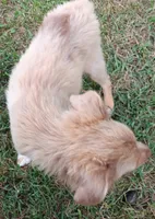 Belle, a female Toy Australian Shepherd for sale in Greensboro, NC – 4 of 8