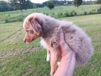 Bowie, a male Toy Australian Shepherd for sale in Greensboro, NC – 3 of 4