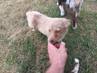 Belle, a female Toy Australian Shepherd for sale in Greensboro, NC – 3 of 8