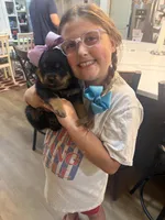 Mrs Purple , a female Rottweiler for sale in Lufkin, TX – 2 of 3