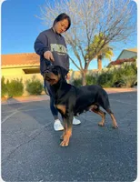 Bear XXL German Rottweiler , a male Rottweiler for sale in Lufkin, TX – Photo 4 of 7