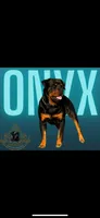Bear XXL German Rottweiler , a male Rottweiler for sale in Lufkin, TX – Photo 3 of 7