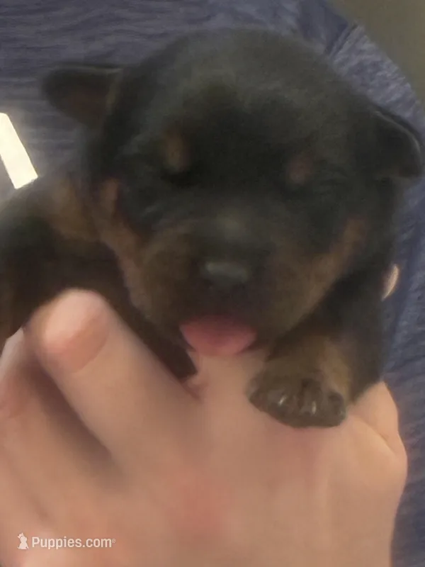 Bear XXL German Rottweiler 