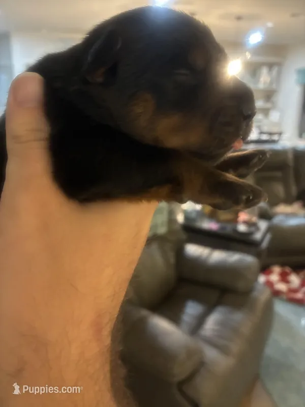 Bear XXL German Rottweiler  – Rottweiler puppy for sale in Lufkin, TX