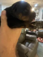 Bear XXL German Rottweiler , a male Rottweiler for sale in Lufkin, TX – Photo 2 of 7