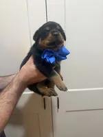 Mr Blue, a male Rottweiler for sale in Lufkin, TX – 6 of 6
