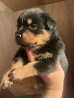 Mr Bear, a male Rottweiler for sale in Lufkin, TX – 4 of 4