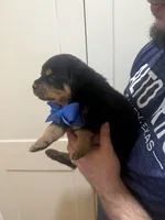 Mr Blue, a male Rottweiler for sale in Lufkin, TX – 5 of 6