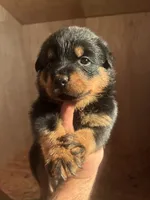 Mr Bear, a male Rottweiler for sale in Lufkin, TX – 2 of 4
