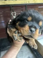 Big Bear, a male Rottweiler for sale in Lufkin, TX – 1 of 7