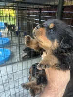 Big Bear, a male Rottweiler for sale in Lufkin, TX – 3 of 7