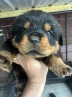 Big Bear, a male Rottweiler for sale in Lufkin, TX – 2 of 7