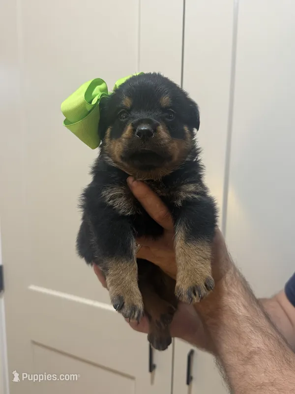 Mrs Light Green – Rottweiler puppy for sale in Lufkin, TX