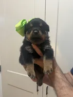 Mrs Light Green, a female Rottweiler for sale in Lufkin, TX – 1 of 3