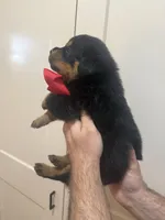 Mr Red, a male Rottweiler for sale in Lufkin, TX – 6 of 6