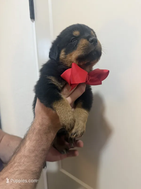 Mr Red – Rottweiler puppy for sale in Lufkin, TX