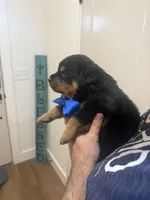 Mr Blue, a male Rottweiler for sale in Lufkin, TX – 4 of 6
