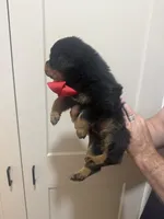Mr Red, a male Rottweiler for sale in Lufkin, TX – 3 of 6